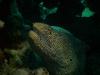 Hanauma Bay - Eel Hanauma Bay Aug 2015