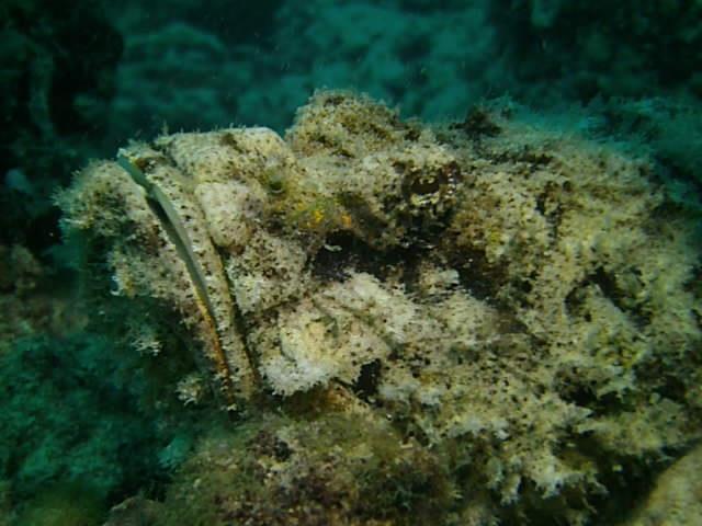 Hanauma Bay - Where did he go?