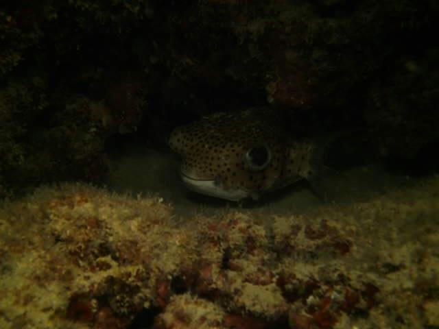 Hanauma Bay - Puff Mommy?