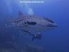 Whale Shark at Richelieu Rock 2013