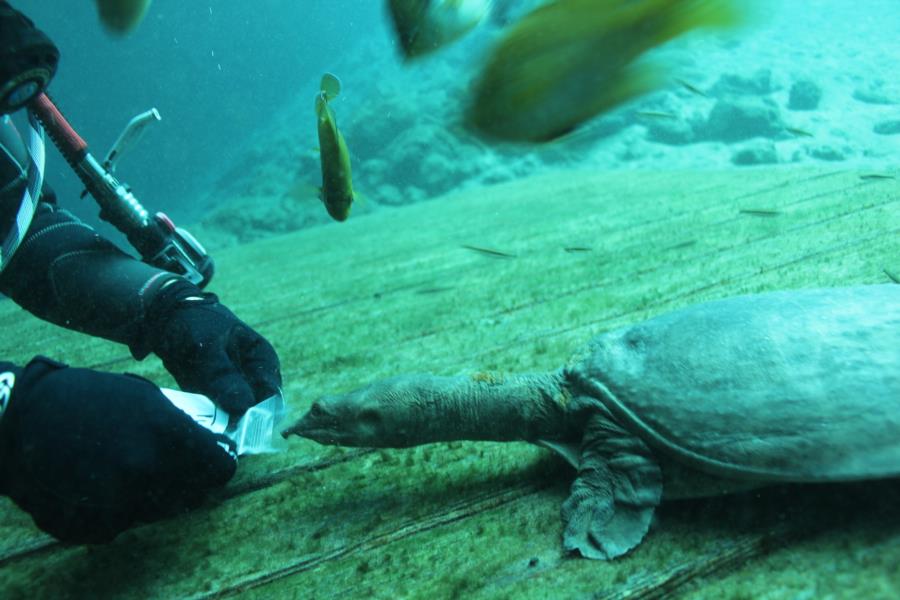 Blue Grotto Dive Resort - feeding virgil