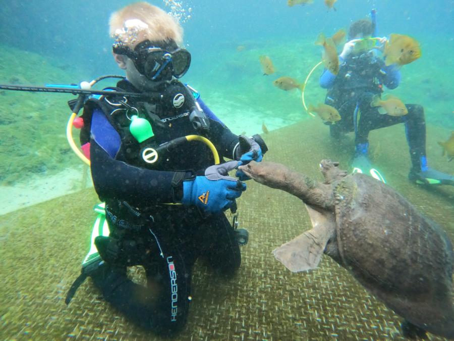 Blue Grotto Dive Resort - Meeting Virgil