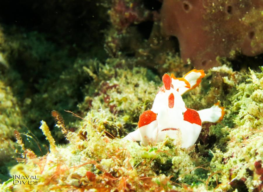 Malapascua - Cute Frog Fish