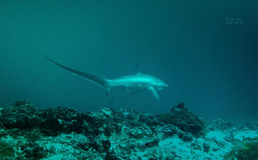 Malapascua - Thresher Shark