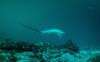 Malapascua - Thresher Shark