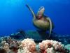 Mala Ramp (Lahaina Pier) - Mala Green Turtle