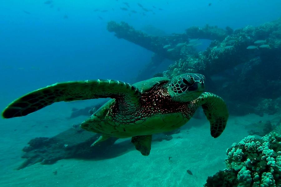 Mala Ramp (Lahaina Pier) - Turtle in flight