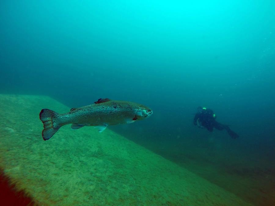 White Star Quarry - Huge Trout or Optical Illusion?