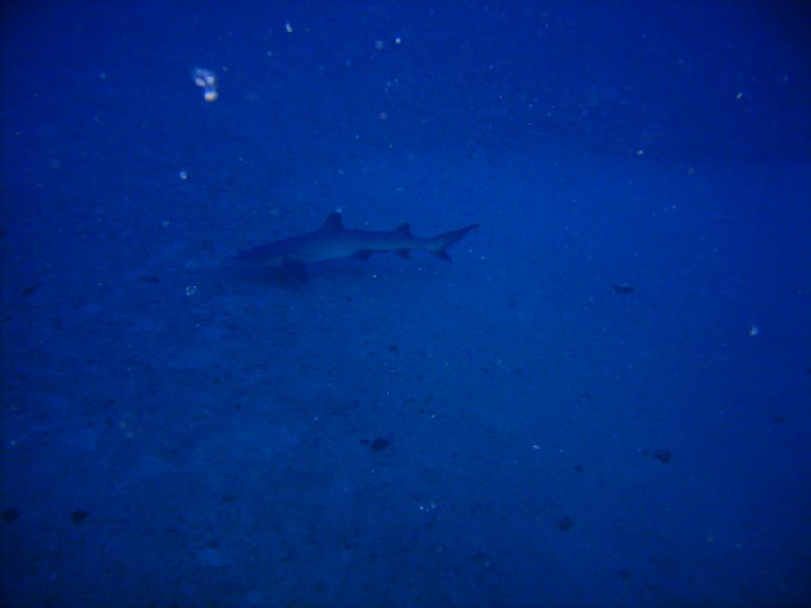 Sea Tiger - WhiteTip Shark