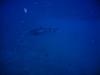 Sea Tiger - WhiteTip Shark