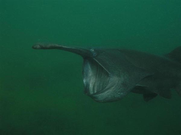 Haigh Quarry - One of three famous paddlefish