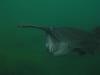 One of three famous paddlefish - bottom_feeder