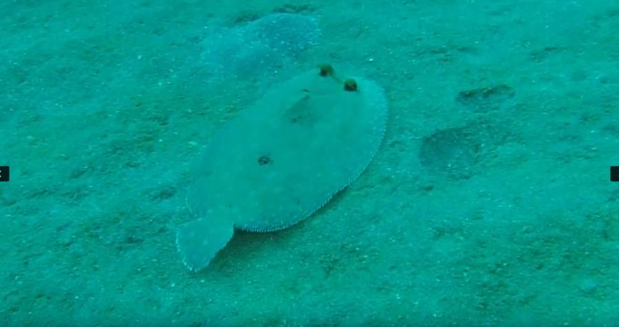 Runaway Bay - Flounder