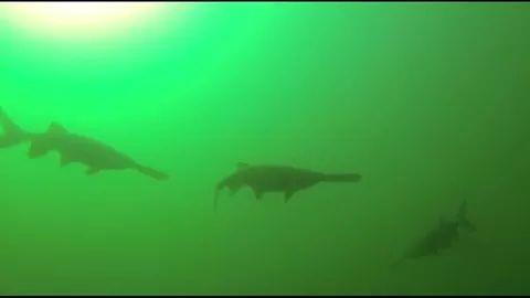 Falling (Fallen) Rock Park (Joe’s Quarry) - Multiple Paddle Fish