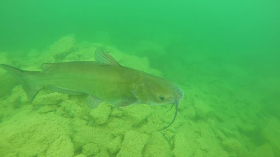 Falling (Fallen) Rock Park (Joe’s Quarry) - Catfish