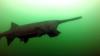 paddlefish