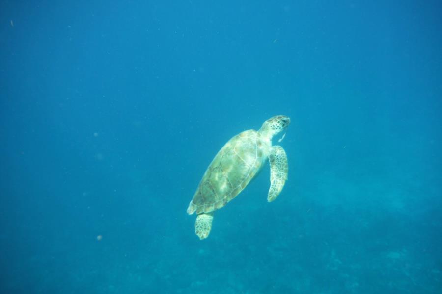 John Pennekamp Coral Reef State Park - Pennycamp Key largo