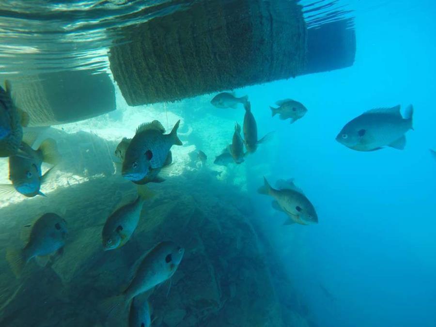 Philadelphia Quarry - Philadelphia Quarry Under Dock Fishes