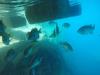 Philadelphia Quarry Under Dock Fishes - SteveTylerUSA