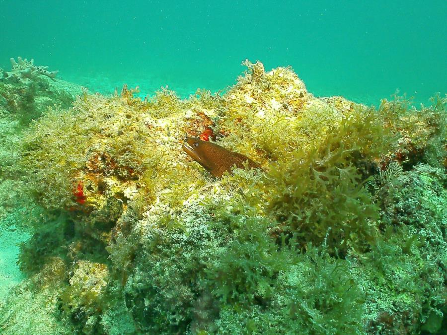 Pendernales Wreck aka Pedernales - Pedernales