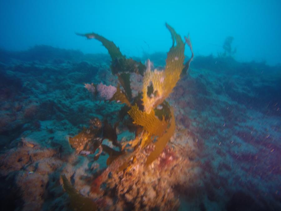 LaJolla Shores - Kelp