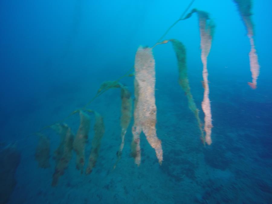 LaJolla Shores - More Kelp