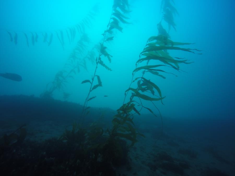 LaJolla Shores - Kelpy Kelp
