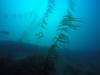 Kelpy Kelp - draktheas