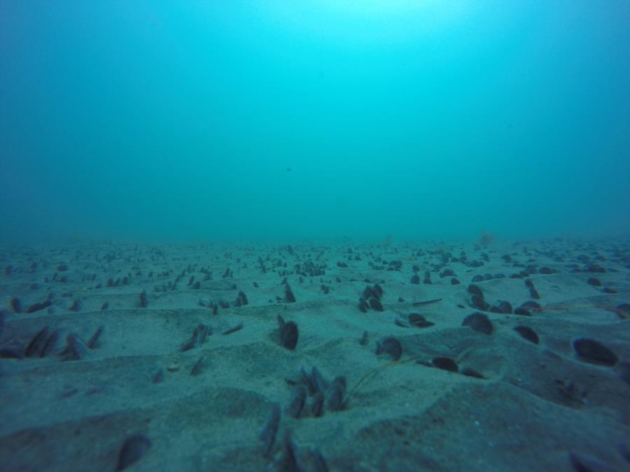 LaJolla Shores - Sand Dollars