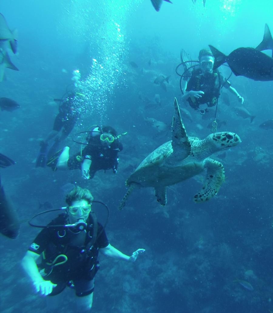 Half Moon Key (Caye) Wall - Turtle