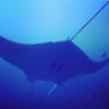 Manta Cleaning station at German Channel, Palau