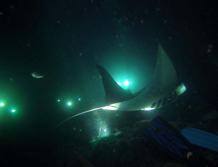 Garden Eel Cove - Manta Rays!