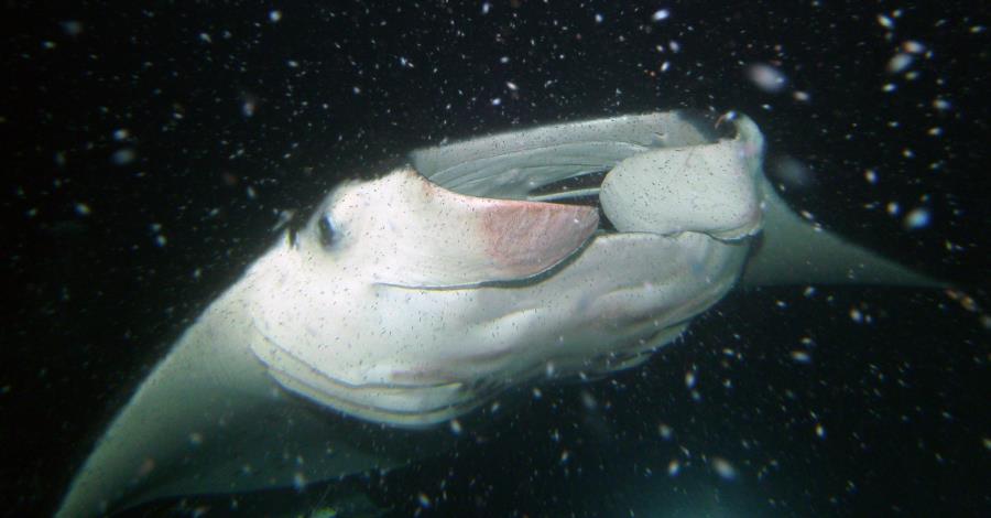 Garden Eel Cove - Smile!