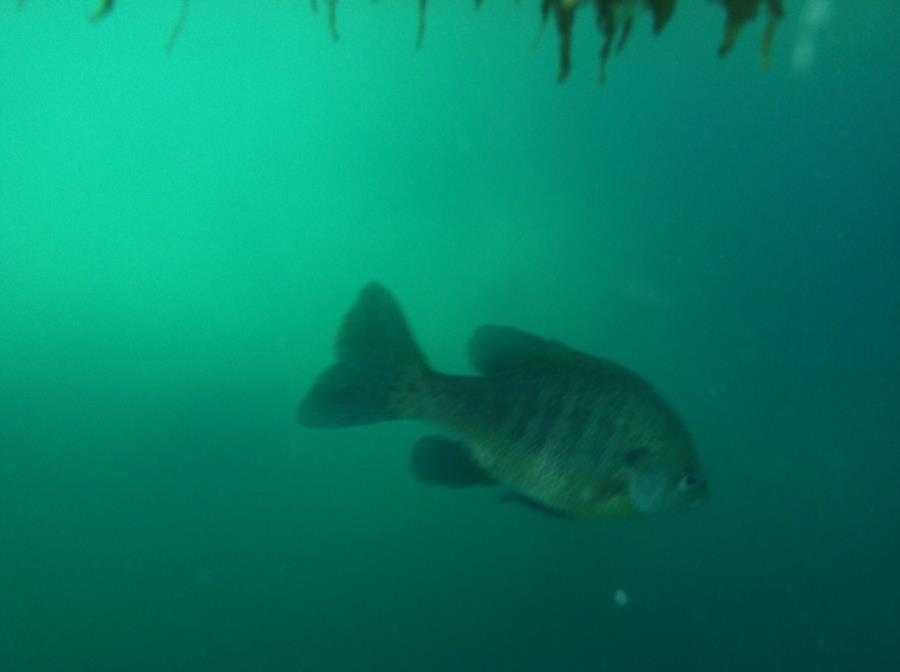 Alabama Blue Water Park (Pelham Quarry) - Dive Alabama 4