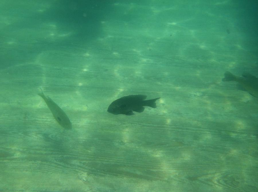 Alabama Blue Water Park (Pelham Quarry) - Dive Alabama 5