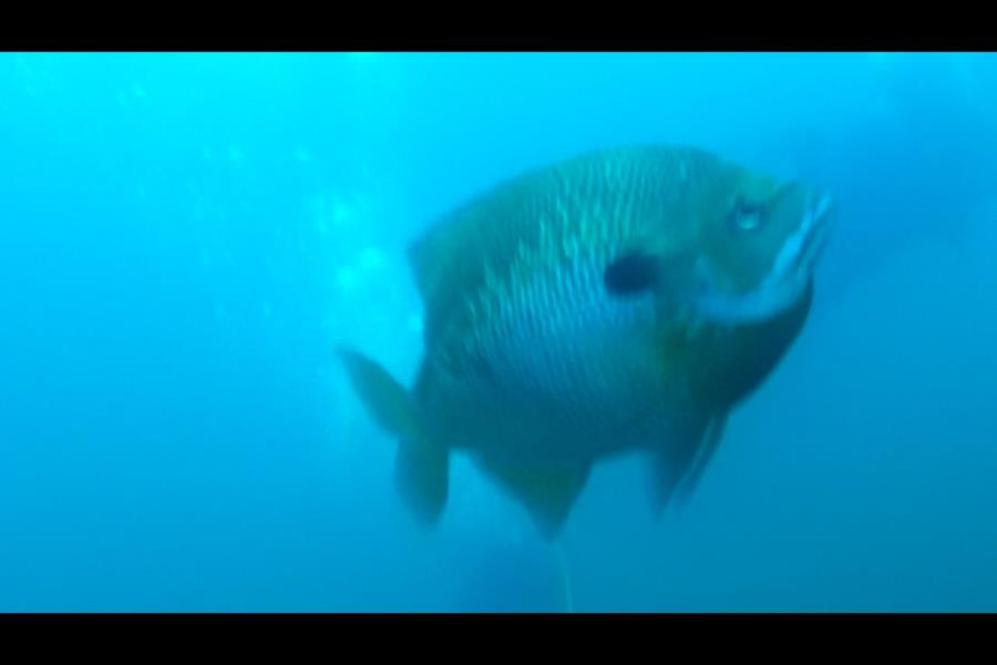 Alabama Blue Water Park (Pelham Quarry) - Blue Gill