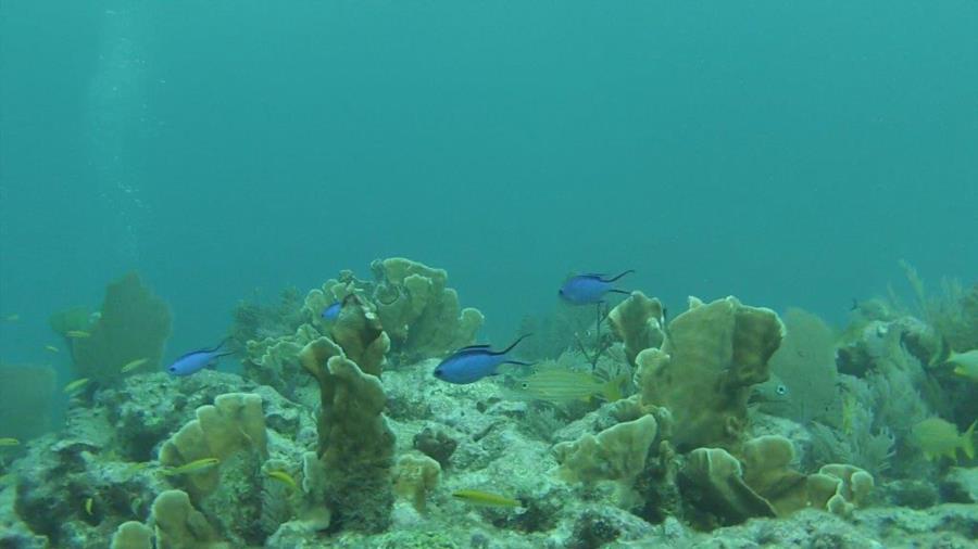 French Reef - Photo uploaded by niterydr (image.jpg)