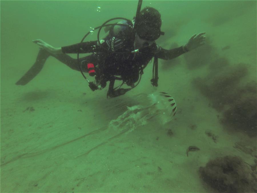 Fort Pickens Jetties - jetty jelly