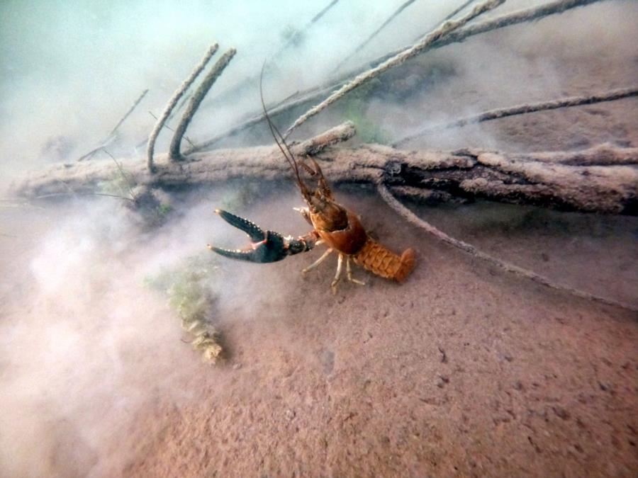 Aurora Reservoir - Crawdad