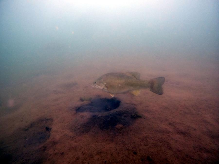 Aurora Reservoir - Bass