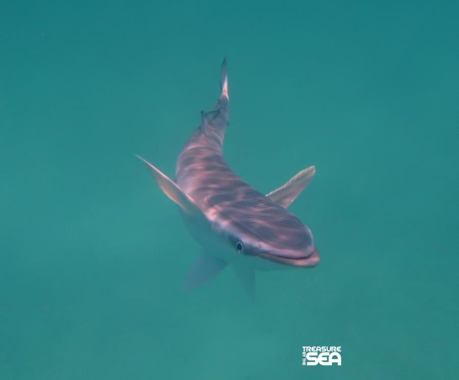 Lac Cai - Remora Treasure By The Sea Bonaire