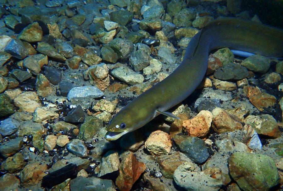 Vortex Springs - Fresh water eel