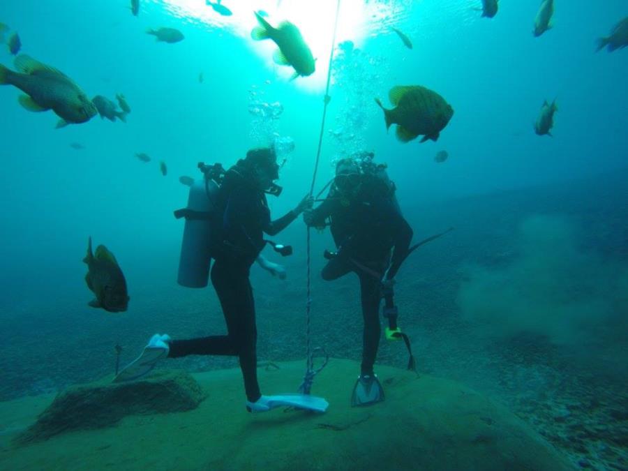 Vortex Springs - Fishes on the Rocks