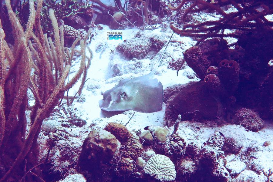 Red Slave - Southern stingray at Red Slave, Bonaire