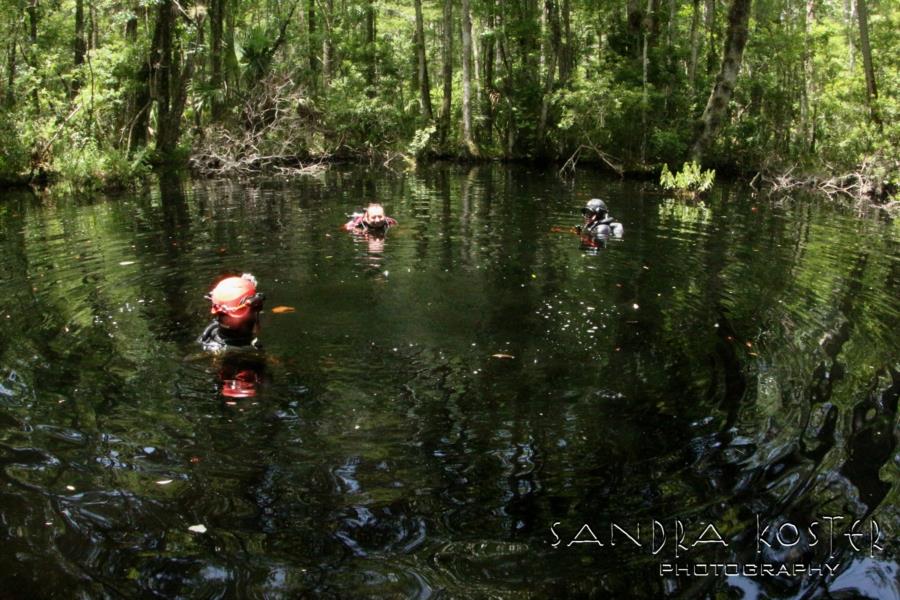 Buford Springs/Sink - Dive buddy saluting while standing on the tree