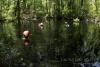 Buford Springs/Sink - Dive buddy saluting while standing on the tree