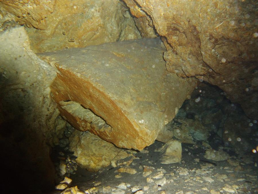 Paradise Springs - Spring - Paradise Springs, FL - Whale Bone Fossil