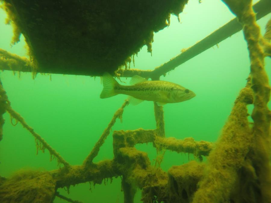 Circleville Twin Quarries - Large mouth