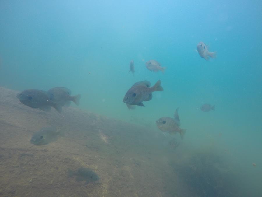 Circleville Twin Quarries - Bluegill