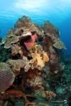 Curacao Mushroom Forest